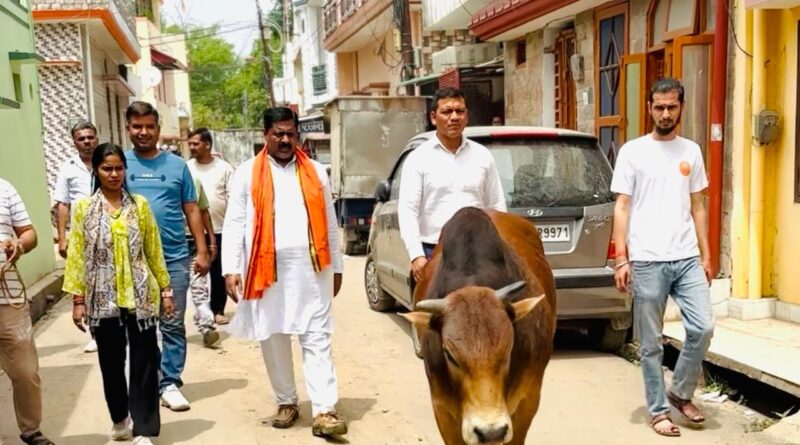 निगम ऋषिकेश द्वारा शहर में घूम रहे निराश्रित गौवंश को हटाने के लिए चलाया विशेष अभियान